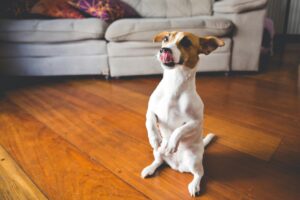 small white dog on spring floor care